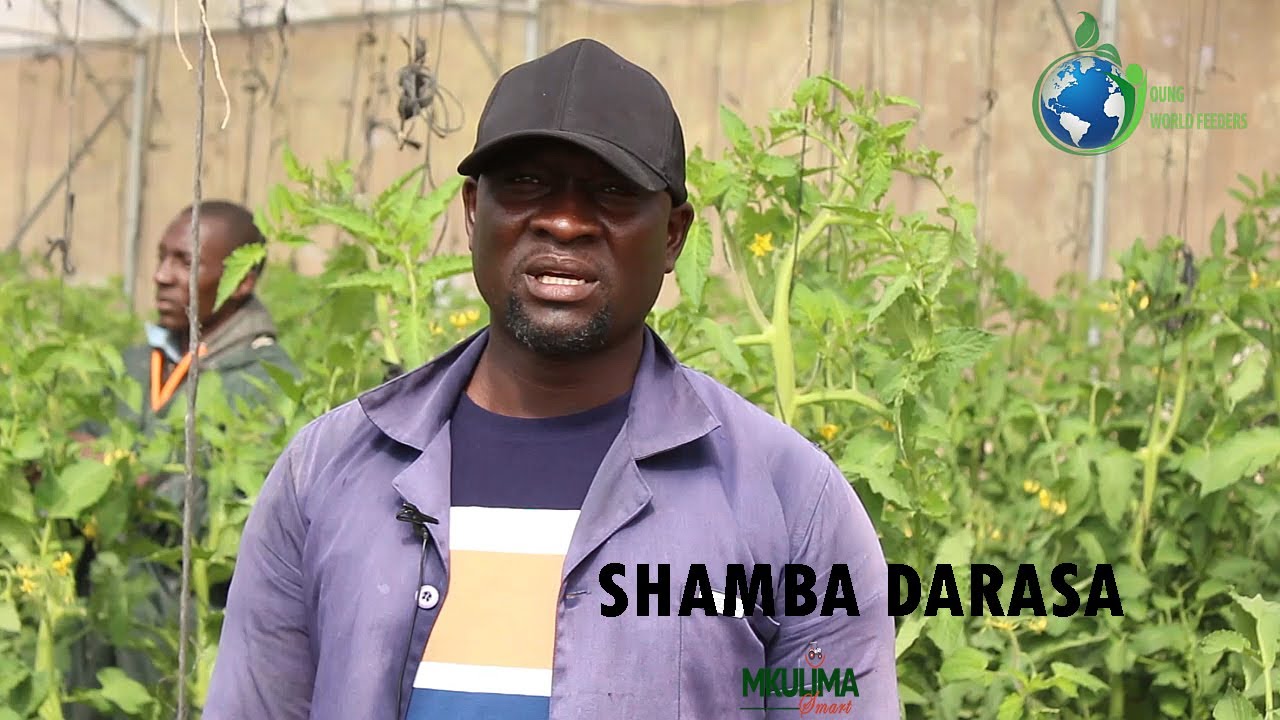 Shamba darasa la kilimo cha mboga mboga kutoka the young world feeders