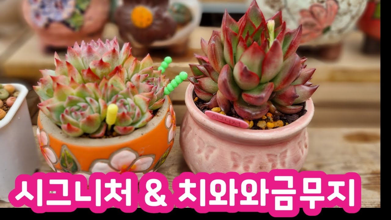 치와와금무지 & 시그니처