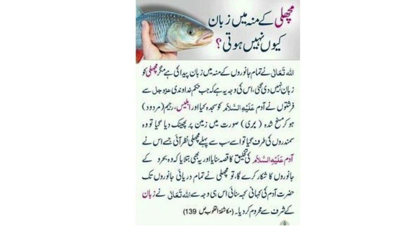 SubhanAllah! مچھلی کی زبان کا راز قرآن میں؟
