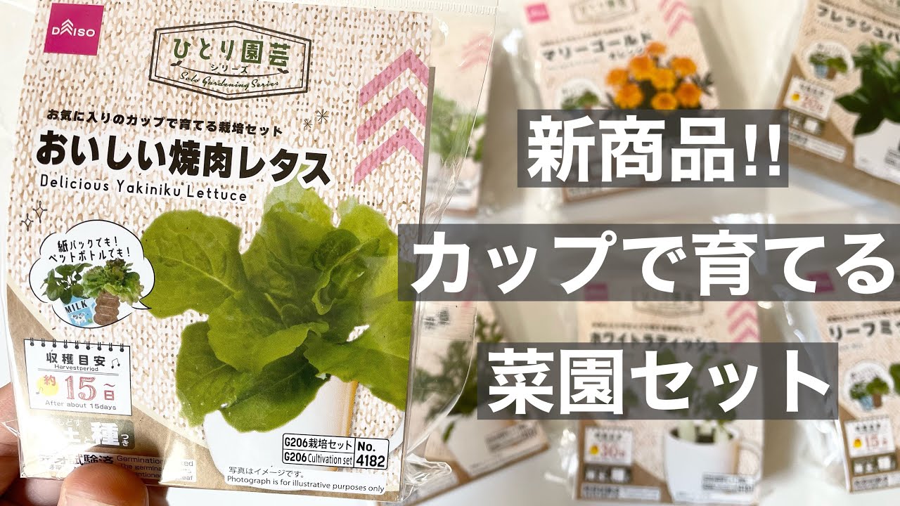 【DAISO】カップで育てる菜園セット