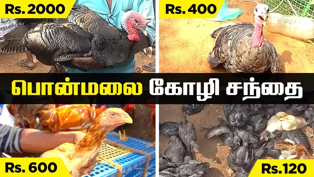 Ponmalai Chicken Market | Golden Rock Trichy sunday market Part 01 | Sunday Market