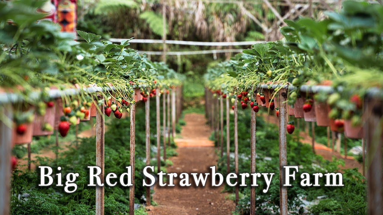 Big Red Strawberry Farm, Cameron Highlands Malaysia【Full Tour in 4k】