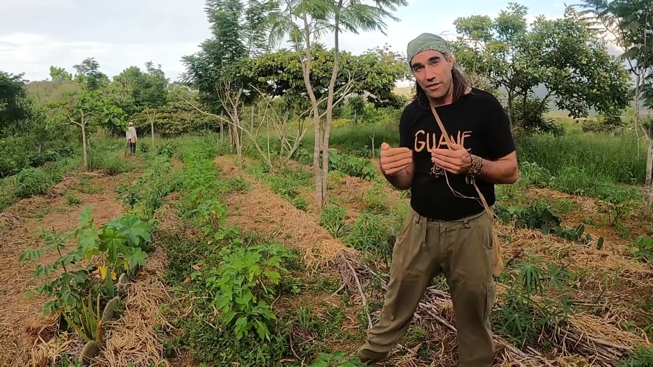 What Is A Syntropic Agroforestry System?