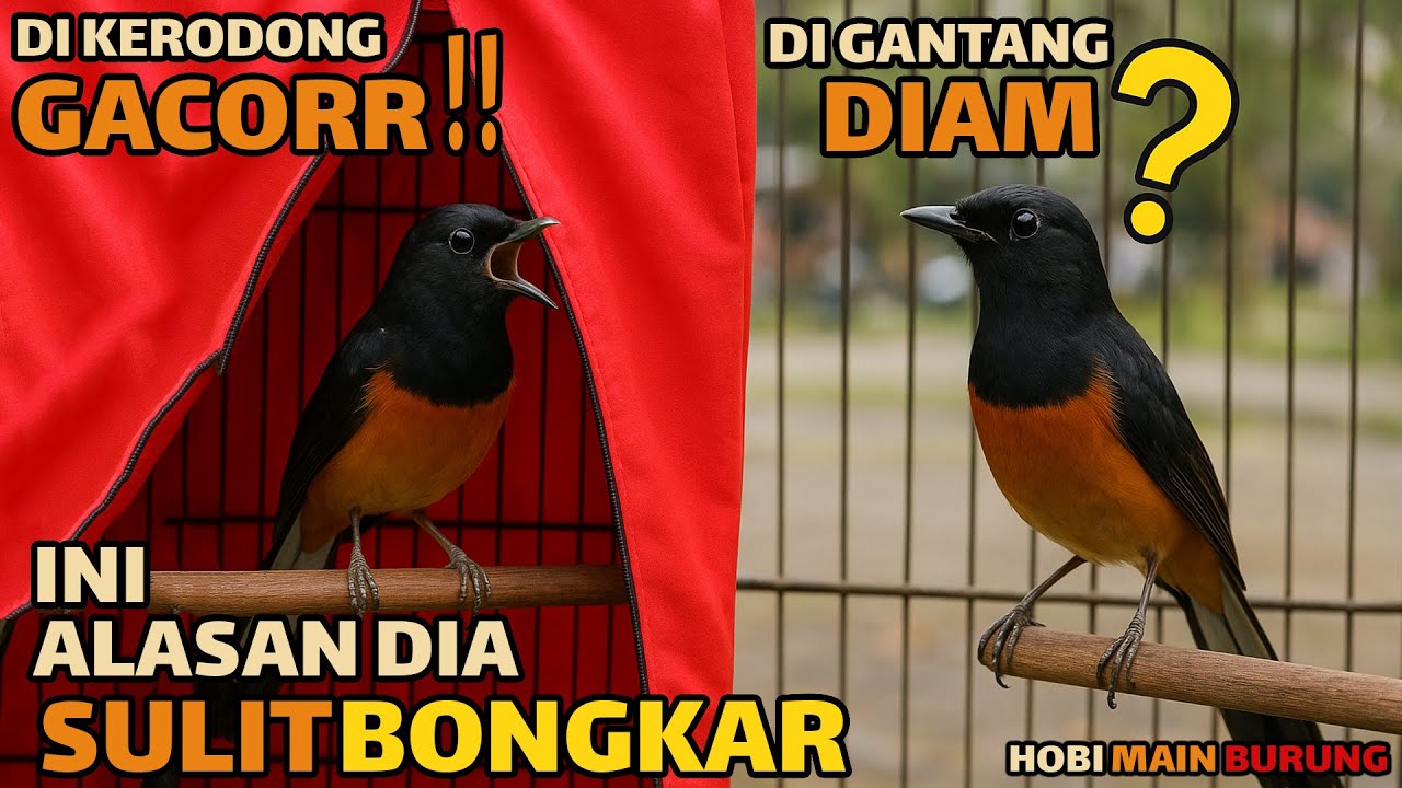 Gacor di Rumah, Diam di Gantangan?! Ini Alasan Murai Sulit Bongkar !
