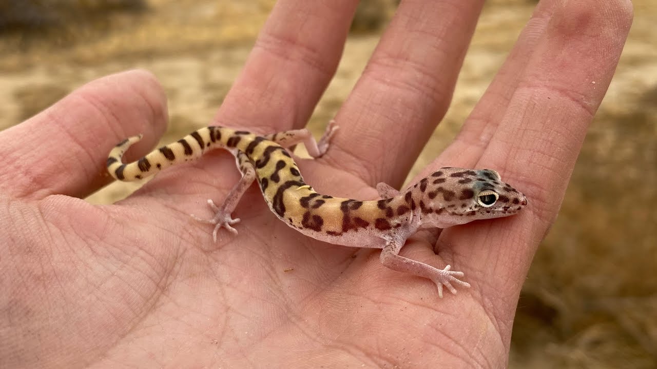 Looking for Centipedes, Scorpions, and Spiders in the Desert