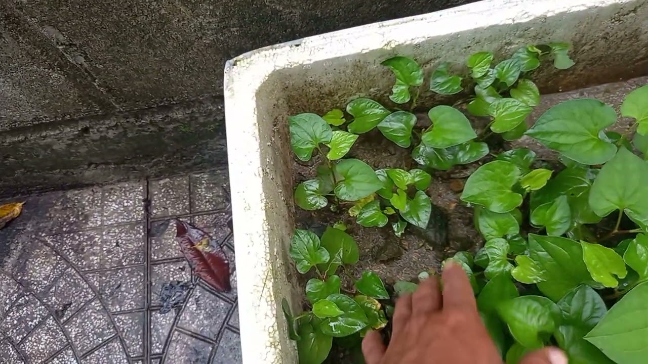 Tập 159 Trồng rau Díp Cá