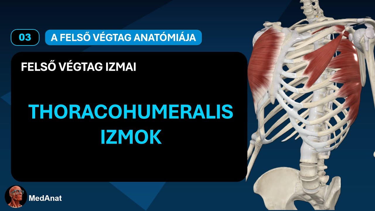 03 FELSŐ V&Eacute;GTAG IZMAI | Thoracohumeralis izmok