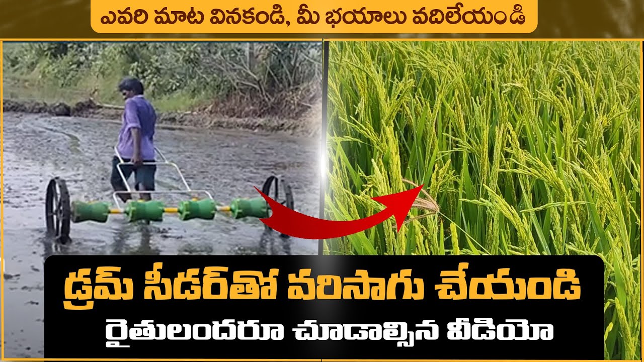 Drum Seeder Paddy Cultivation Telugu | Advantages of Drum Seeder in Paddy Cultivation