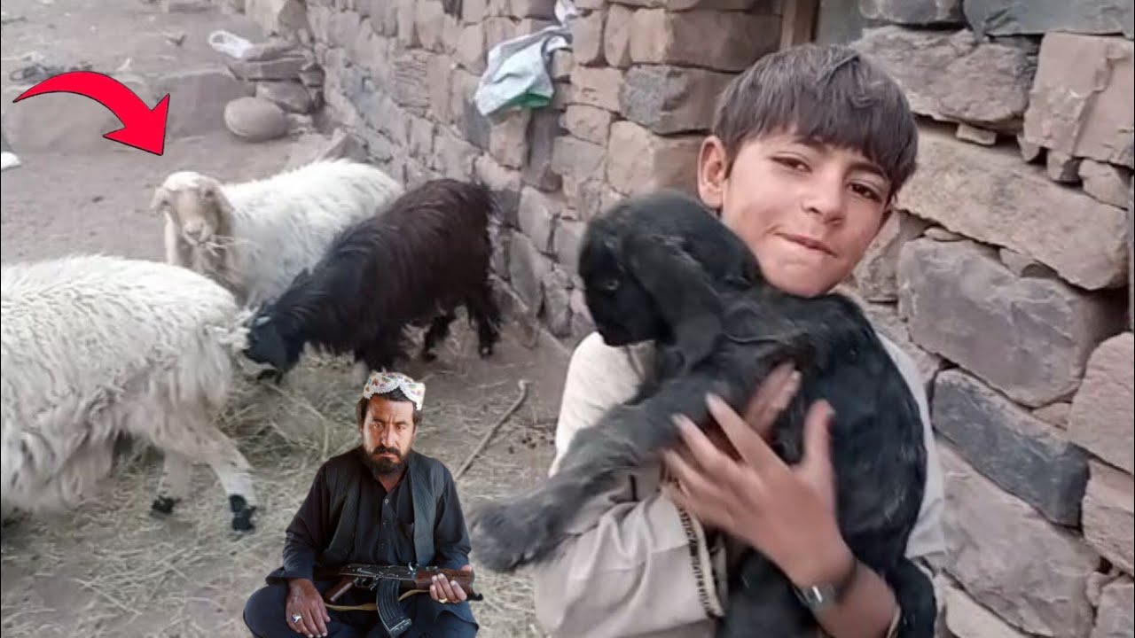 دامیکس ویڈیوز بکری خر ٹول حیوان 2026Khali Clif Cliff Video Gani Sher
