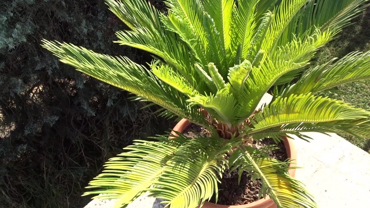 PLANTAS TÓXICAS 14: Cica o Palma de Sagú (Cycas revoluta)