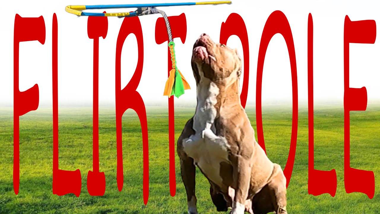 Dog REACTS To Flirt Pole 😱