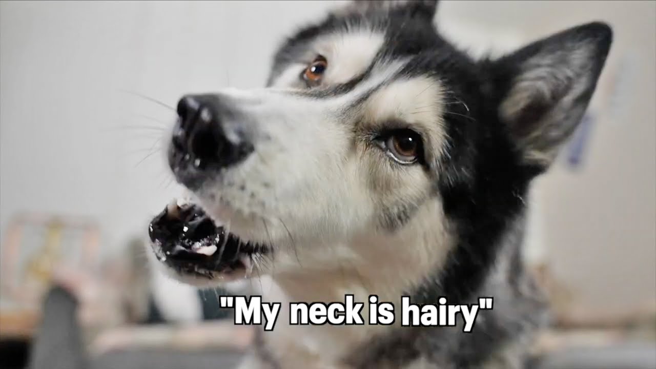New Year Chaos With A Husky!