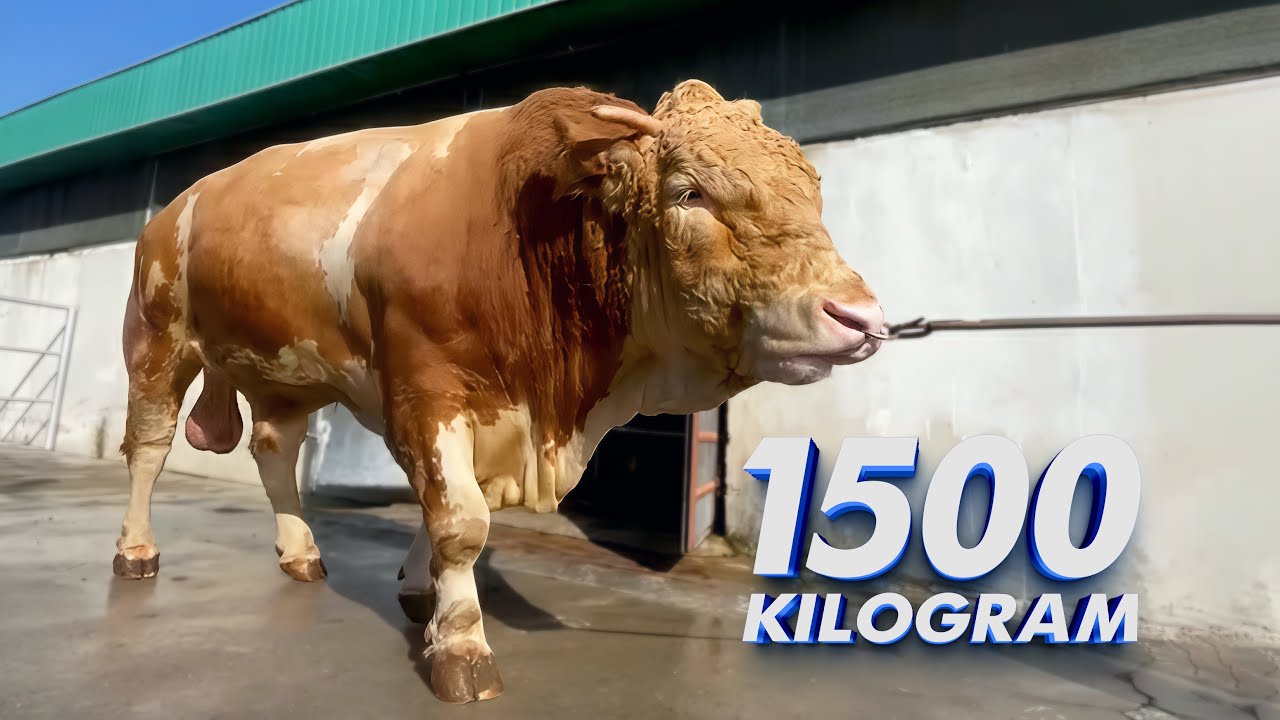 1500kg Giant Simmental Bull | Biggest Bull in the World! 🐃🔥
