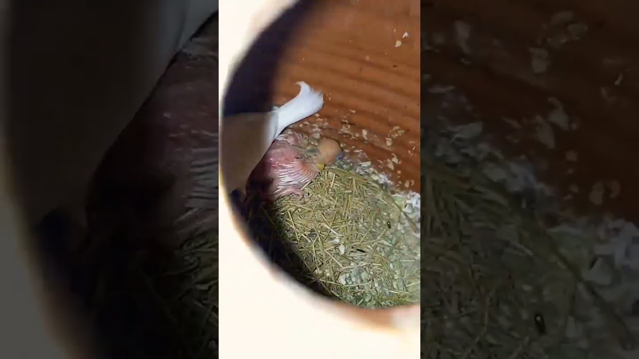 java sparrow 🕊️ breeding season progress #youtube #subscribe #youtubeshorts #viral #java