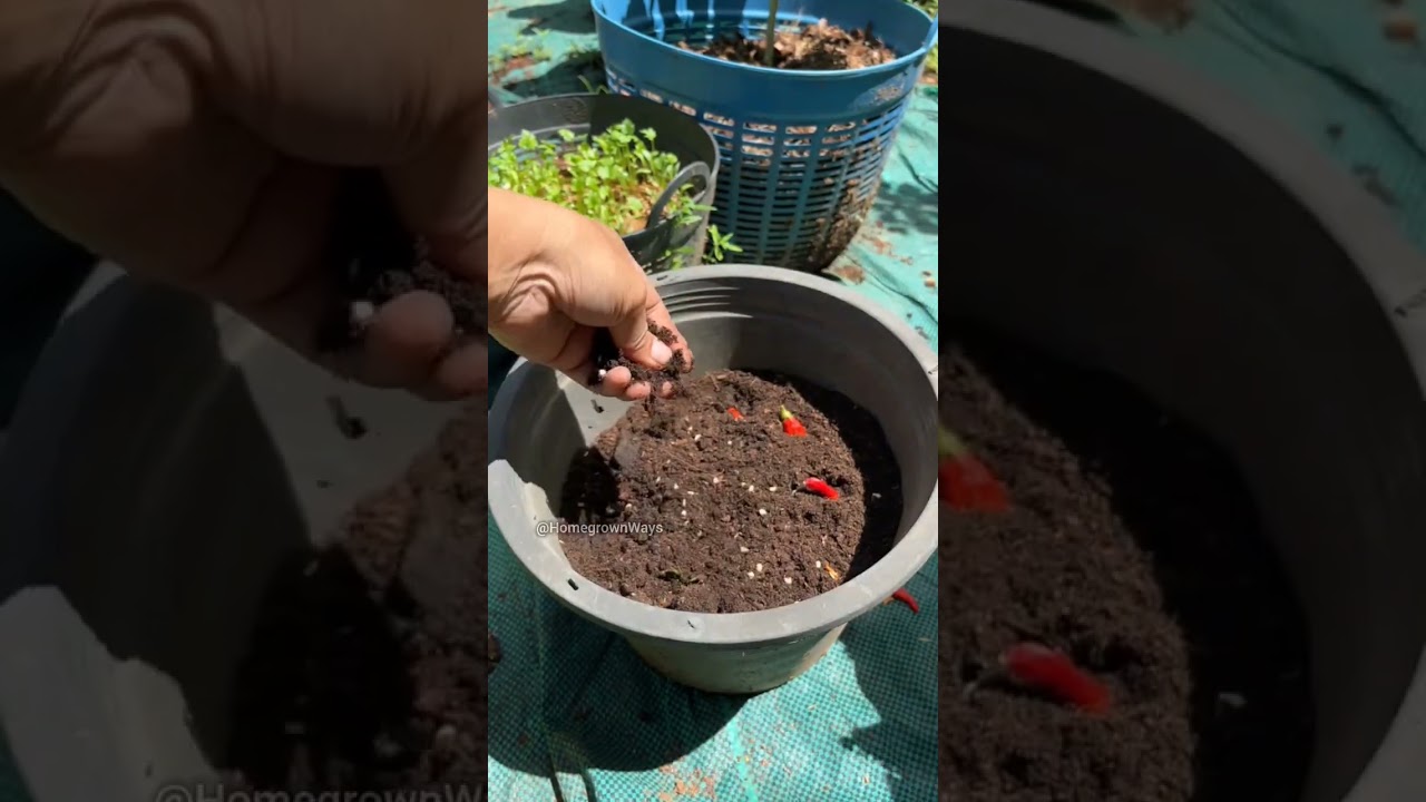 Как вырастить перец из семян #сад #комнатадлявыращивания #выращиваниедома #садоводство #растение