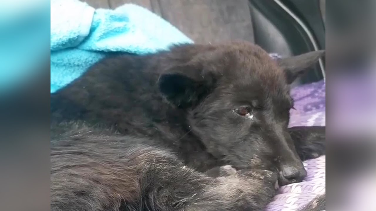 The puppy cried when she remembers what happened to her