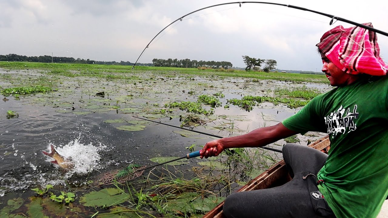 সেরা চার ও টোপ দিয়ে বিলের রুই মাছ ধরা |  Catch Rohu Fish by Special Baits