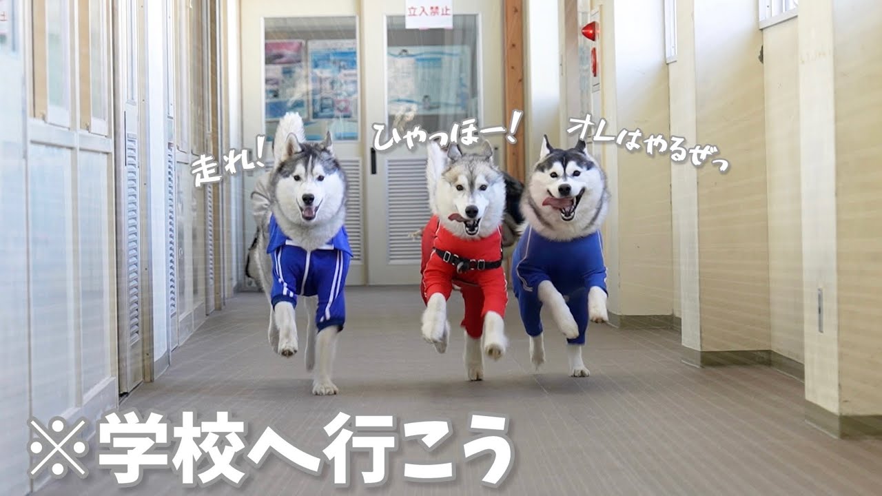 【衝撃】小学校の校内で3頭のハスキー犬が走り回ってます....!!  【シベリアンハスキー】