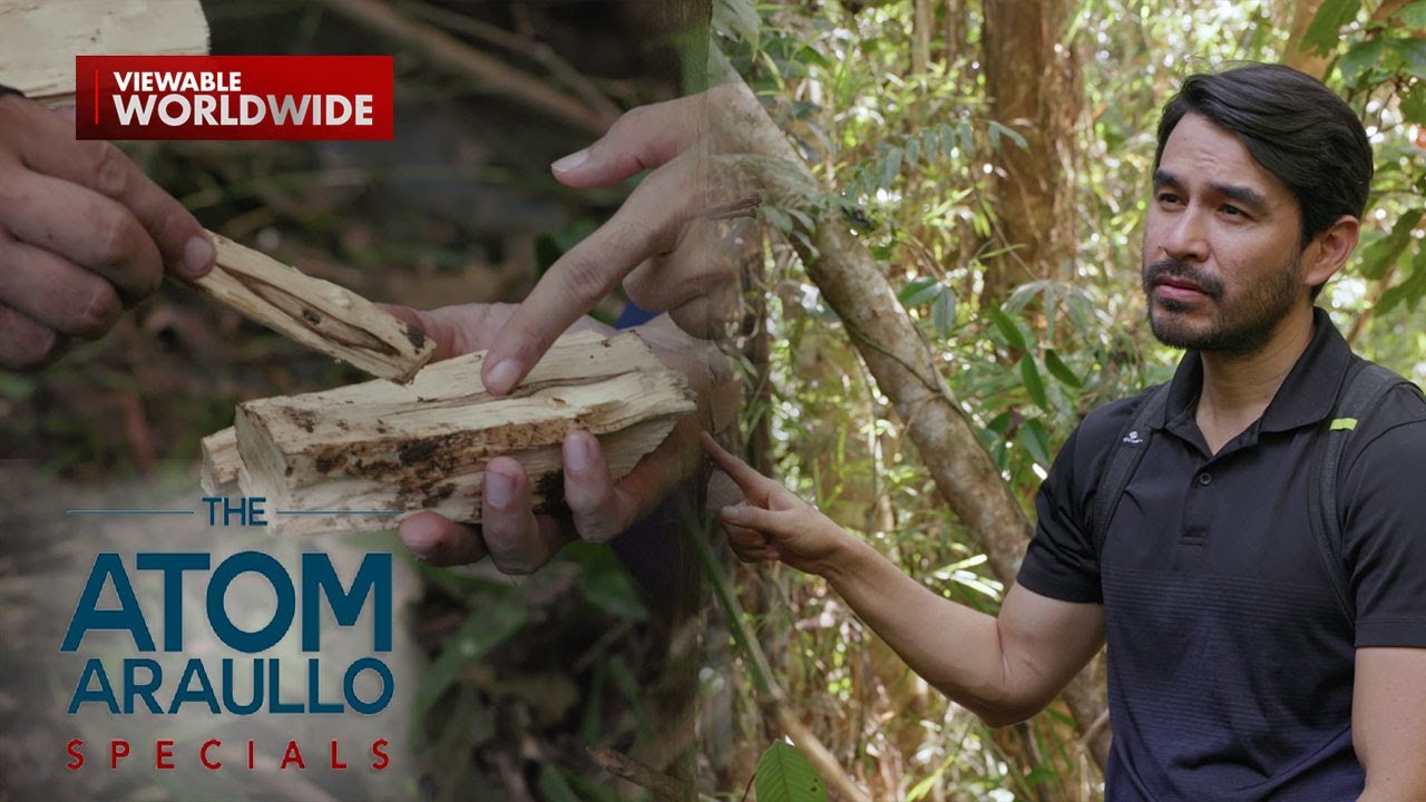 Lapnisan tree, sinasadyang sirain para makuha ang mamahaling agarwood | The Atom Araullo Specials