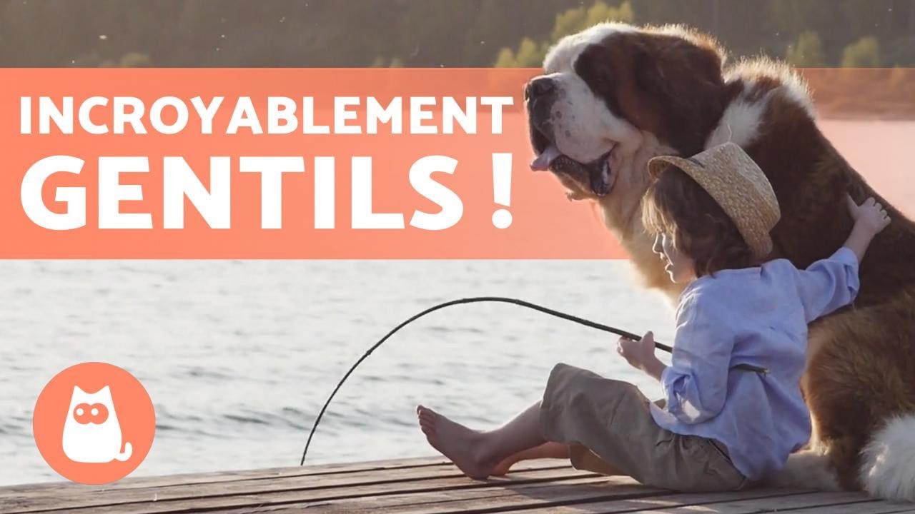 10 races de CHIENS PARFAITS pour les ENFANTS 🐶👧🏼 Découvrez-les !