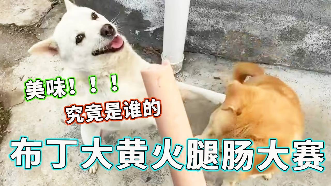 布丁大黄火腿肠大赛！好久没喂布丁吃火腿肠了，这战斗力不行呀！【天下一场梦】