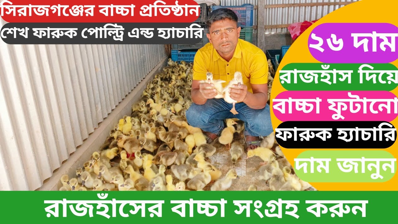 রাজহাঁসের বাচ্চা সংগ্রহ করুন#পাইকারিএ গ্রেটের রাজহাঁসের বাচ্চার দাম জানুন#01799855107 