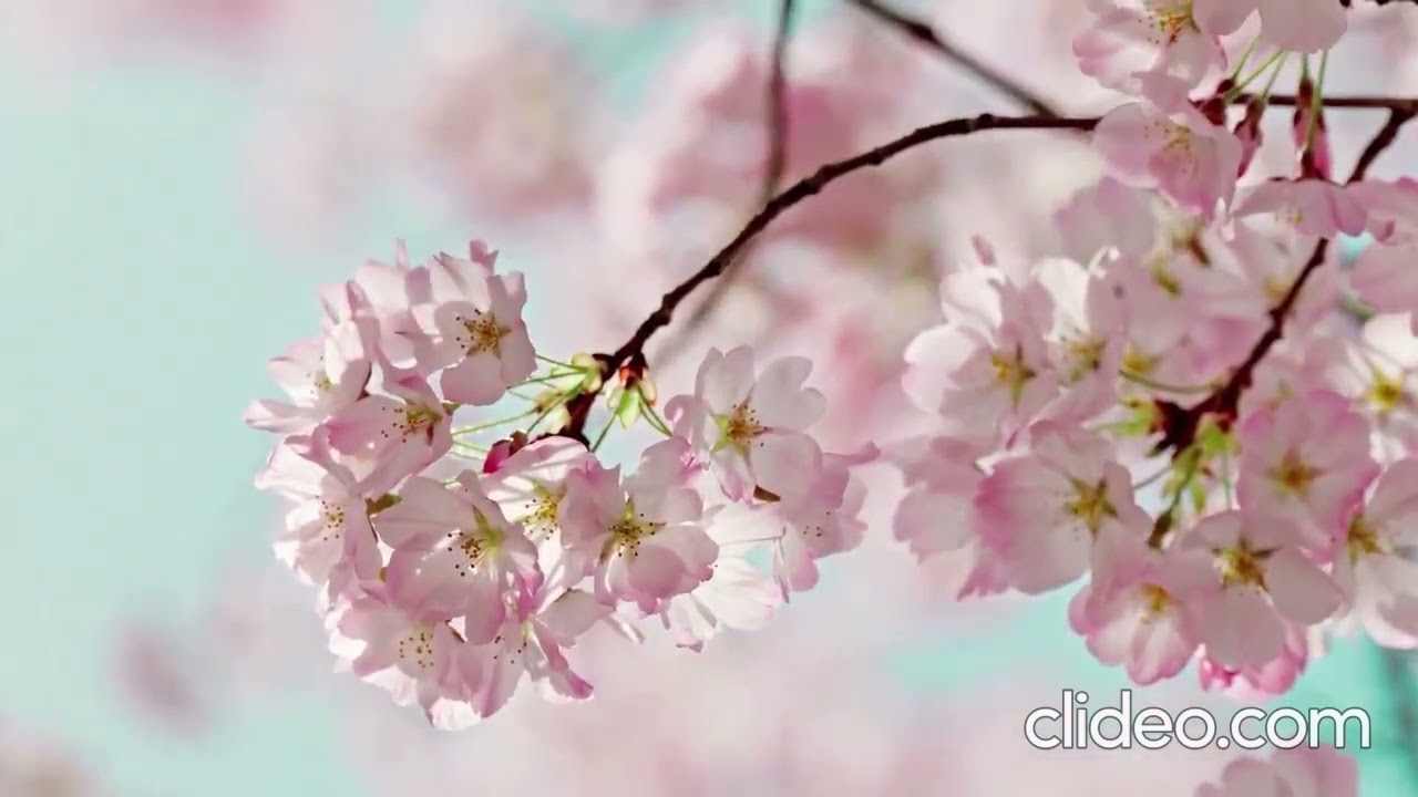 Kохана з днем народження