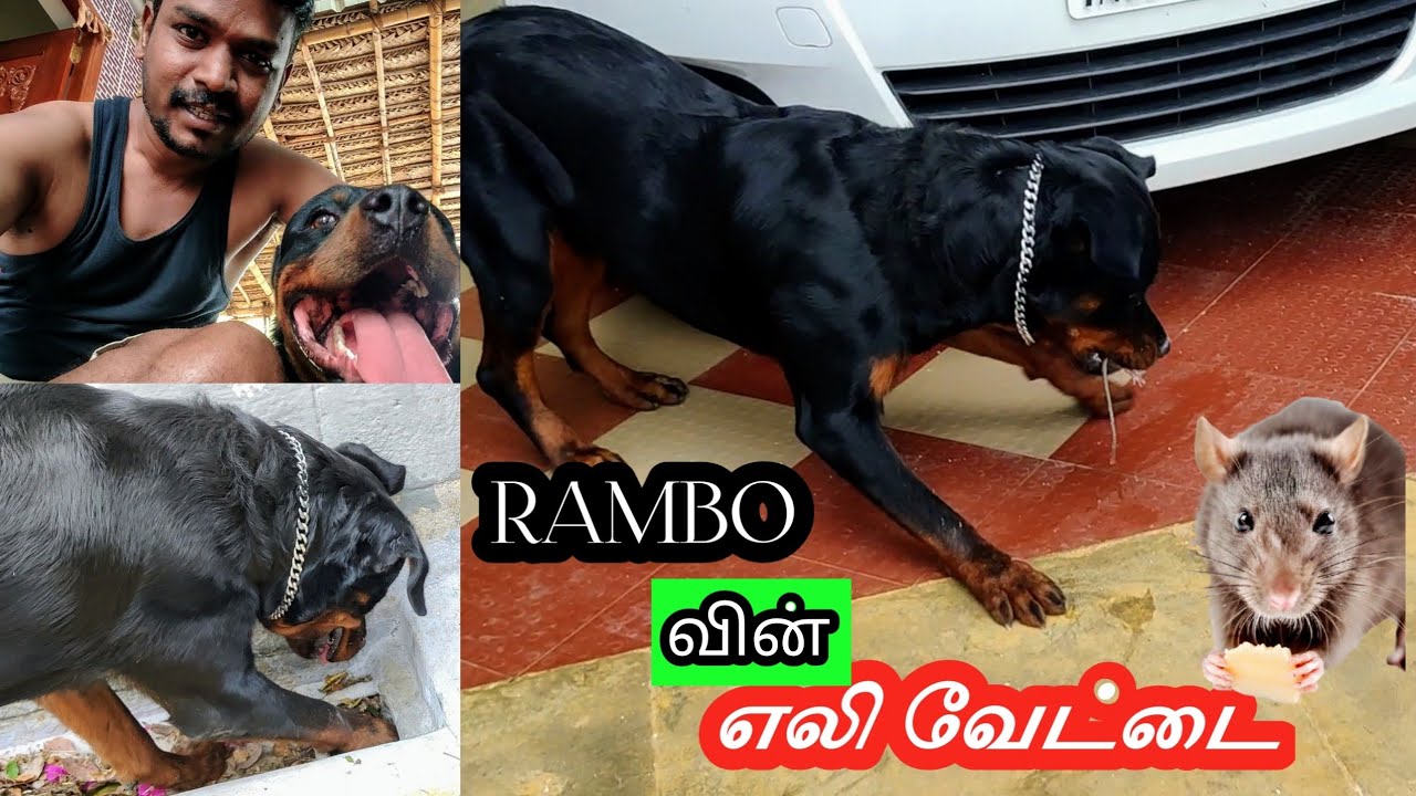 Rambo vs Rat  | வேட்டைகார பையனின் காமெடிகள் 😂🤣