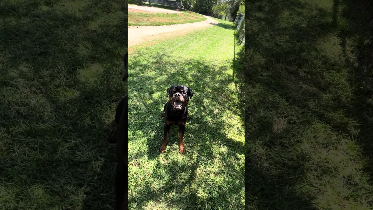 Afternoon Obedience and fetch with my Rottweiler 