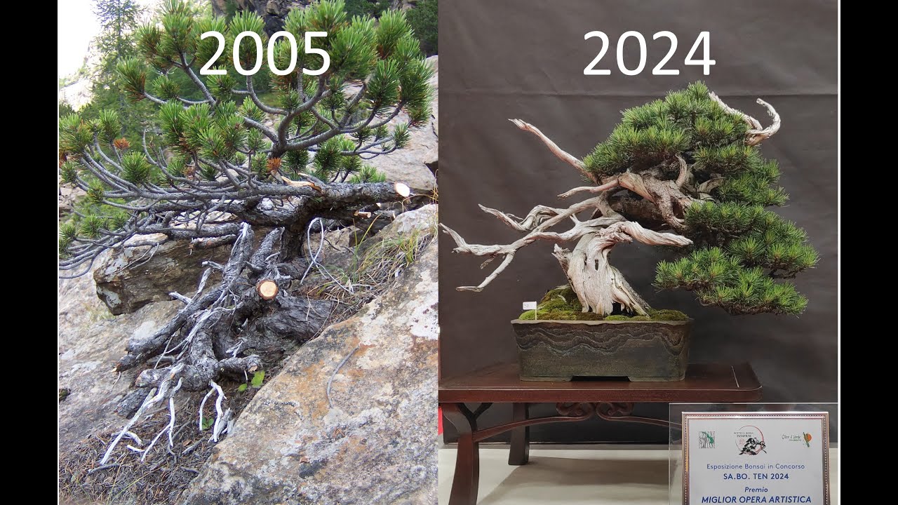 BonsaiLab.it - Alfredo Salaccione: Pinus mugo Istrice