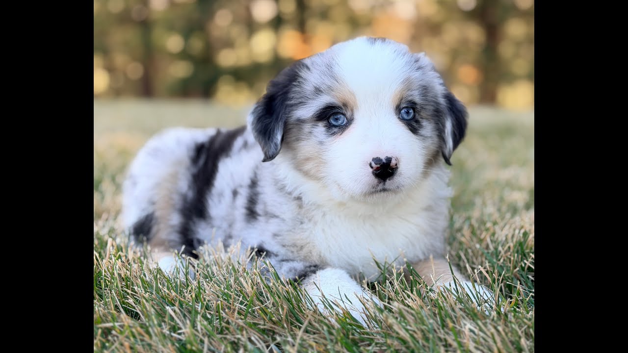 Russell is the most beautiful blue merle Mini Australian Shepherd puppy for sale..!!