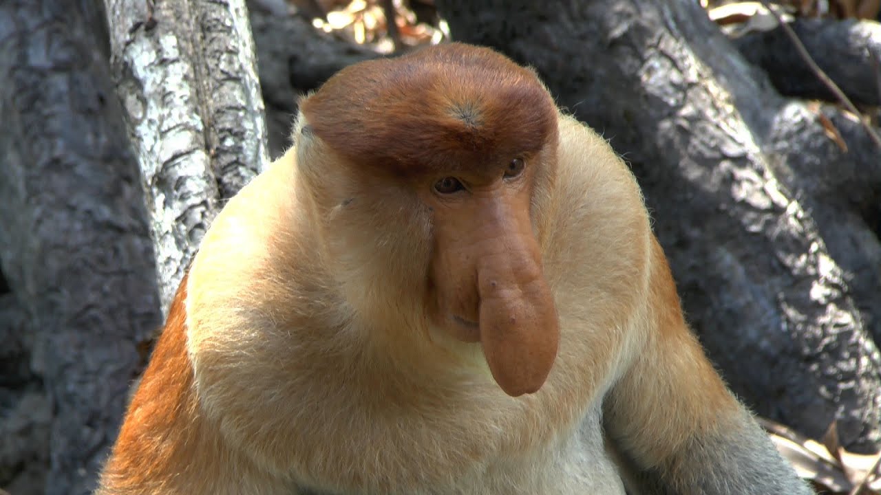 Labuk Bay Proboscis Monkey Sanctuary