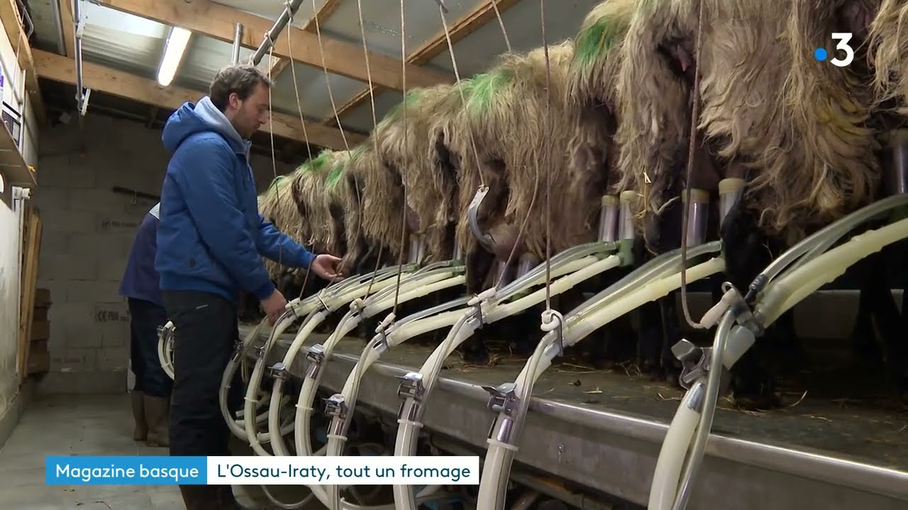 Magazine basque : les 40 ans de l'AOP Ossau-Iraty