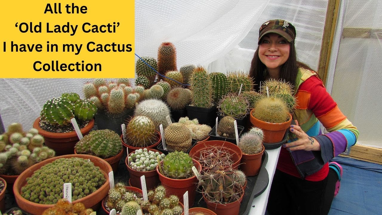 All the 'Old Lady Cacti' I have in my Cactus Collection | Cactus Collection #cactus #cacti