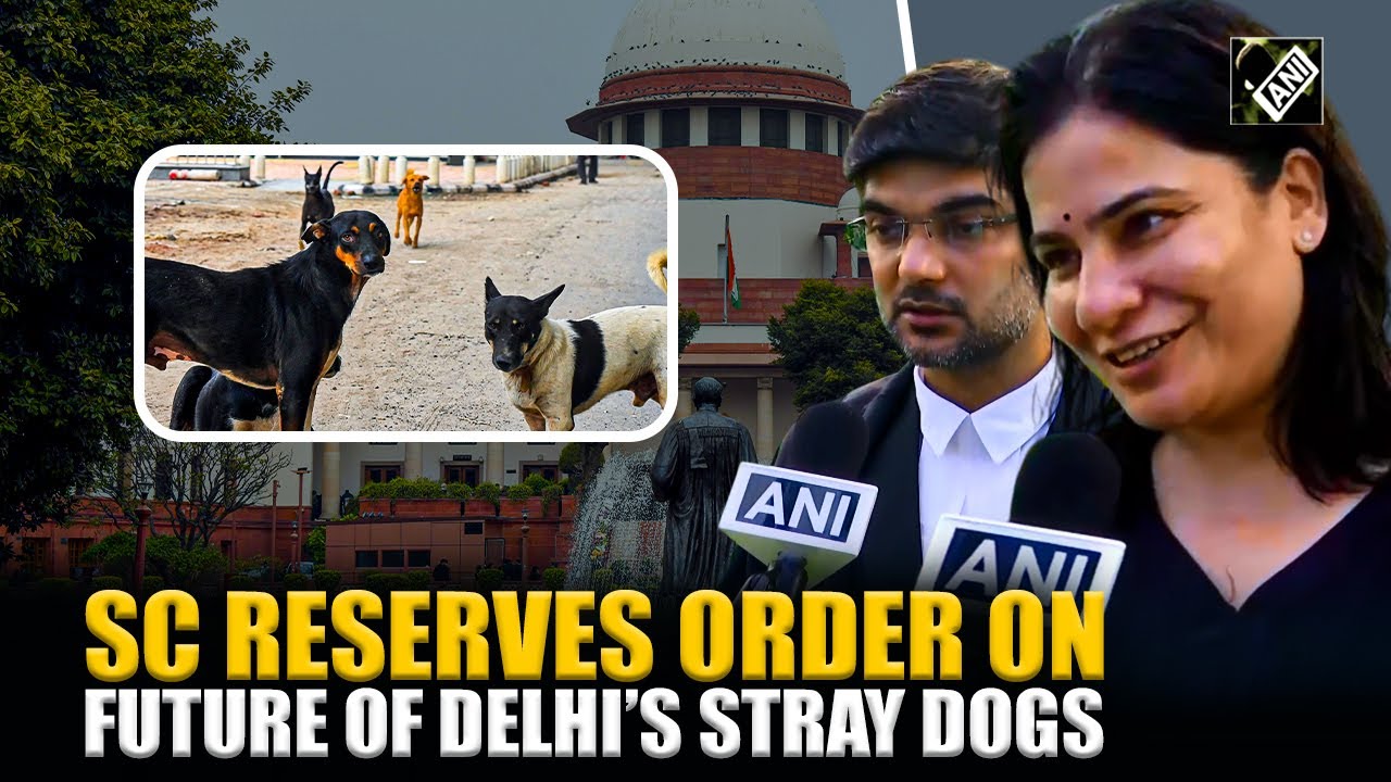 Animal Lovers, Activists Remain Hopeful As SC Reserves Order On Delhi Stray Dog Relocation