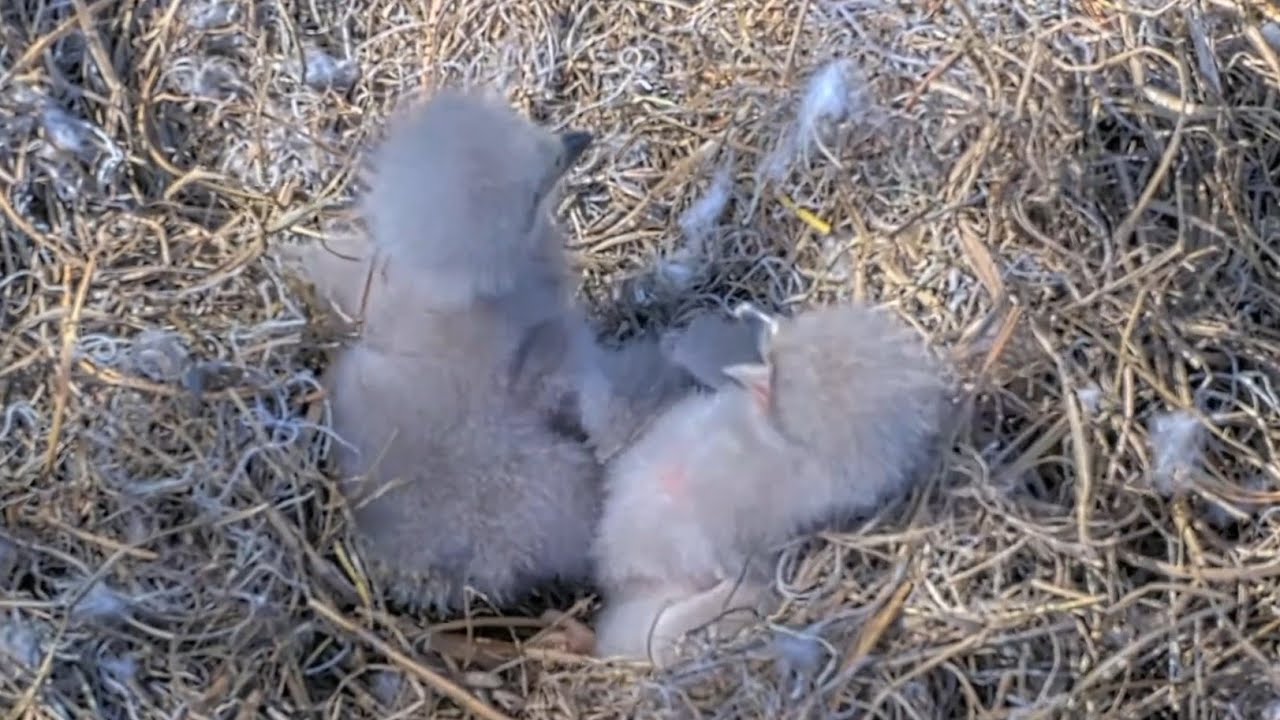 Eagle Mom ready for feeding but eaglets still busy in fighting | NEFL Bald Eagle | Jan 3, 2026
