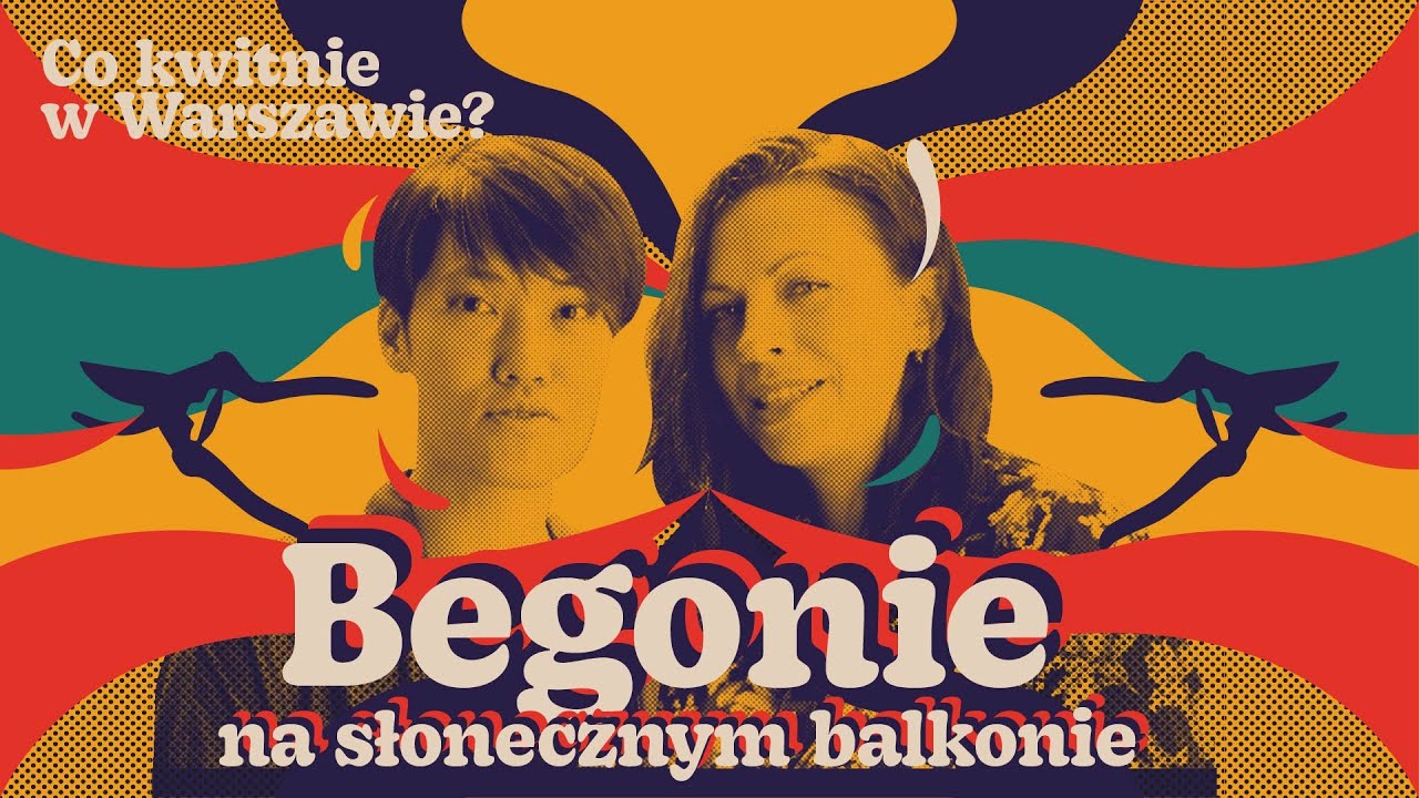 Begonia - uprawa na słonecznym balkonie