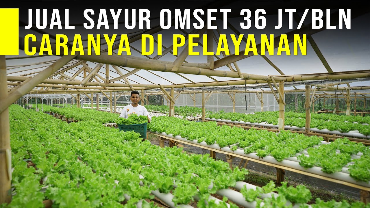 Petani Muda Jual Sayur Hidroponik 60Kg/Hari Dengan Strategi Pelayanan