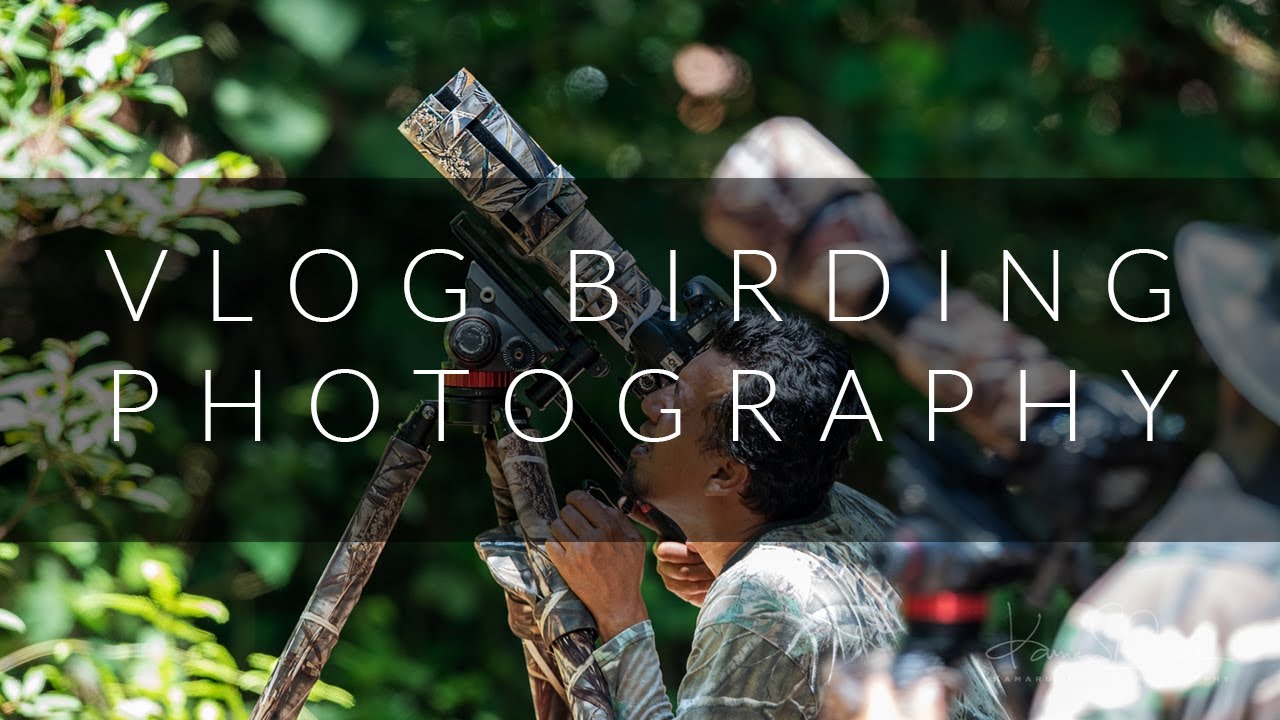 Birding Photography in Johor Jun 2020