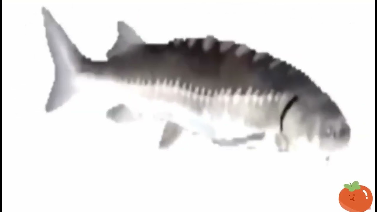 旋轉魚 spinning fish