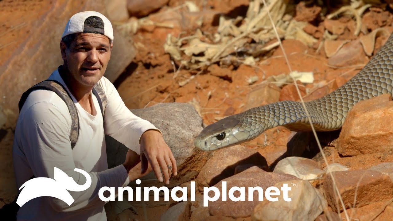 La serpiente m&aacute;s temida del pa&iacute;s | Wild Frank: Tras la evoluci&oacute;n de las especies | Animal Planet