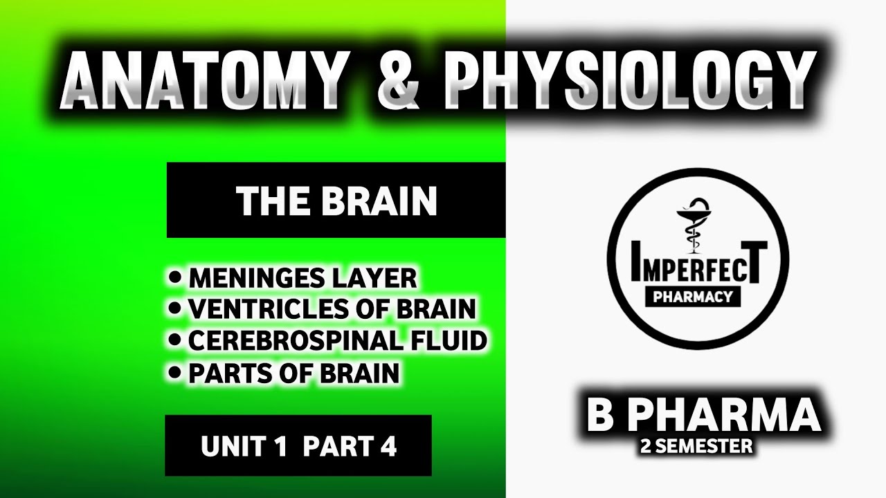 Brain | Parts Of Brain | Meninges | Ventricles Of Brain | Human Anatomy And Physiology | B Pharma