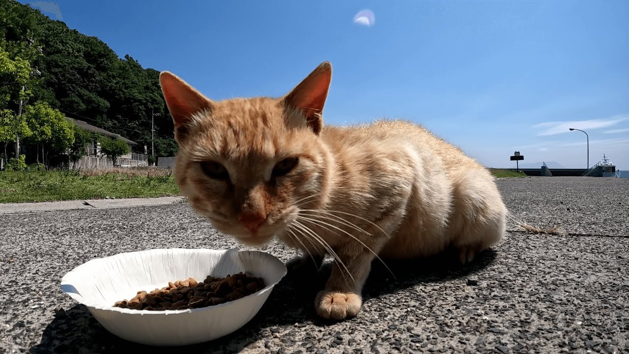 【Road to Mushima (六島) 】珍しく港まで一人で遊びに来ていた茶トラ猫のチャッピーが温かく出迎えてくれた