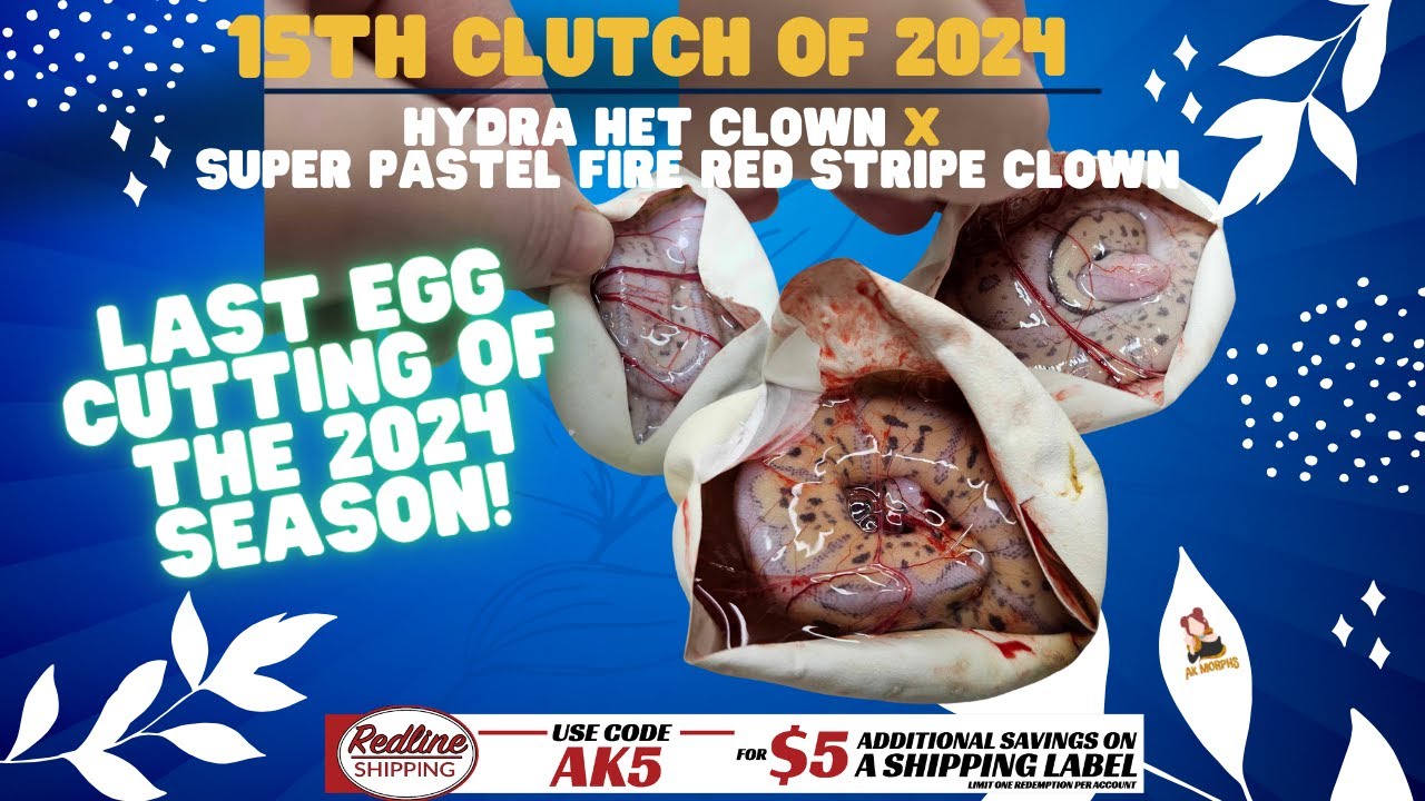 Second Hydra Clown Egg Cutting