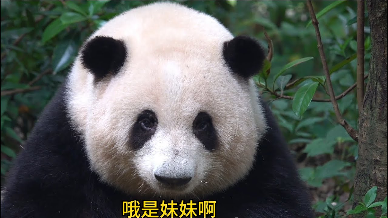 哈哈哈！花花听得好认真😂😂