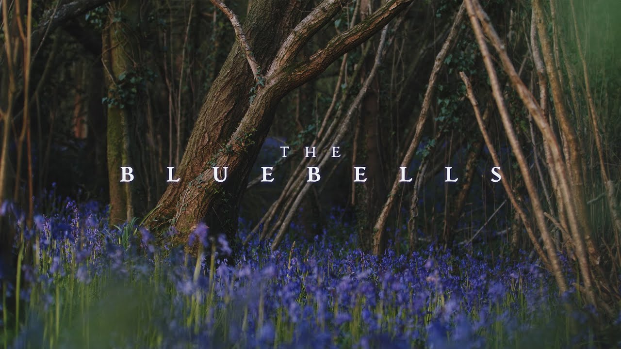 The Bluebells | BMPCC 6K Pro Footage