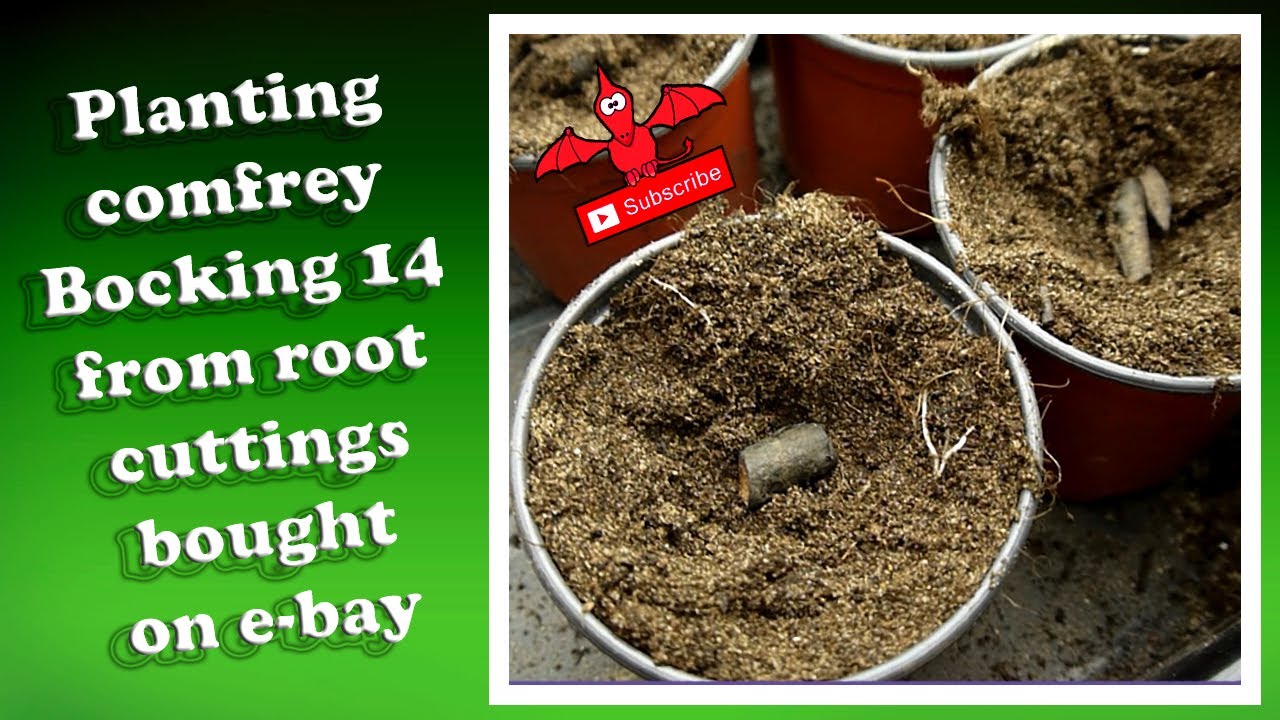 🥬 Planting Comfrey root cuttings at TOTP HQ 🥬 | Bocking 14 | Wonder plant | Fertilizer 😄