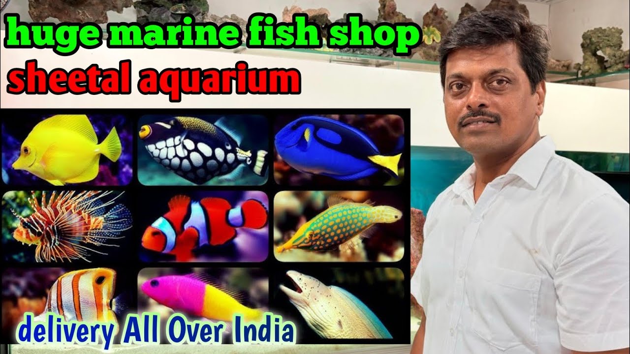 Sheetal aquarium mumbai | begest marine fish stock | Mumbai aquarium market