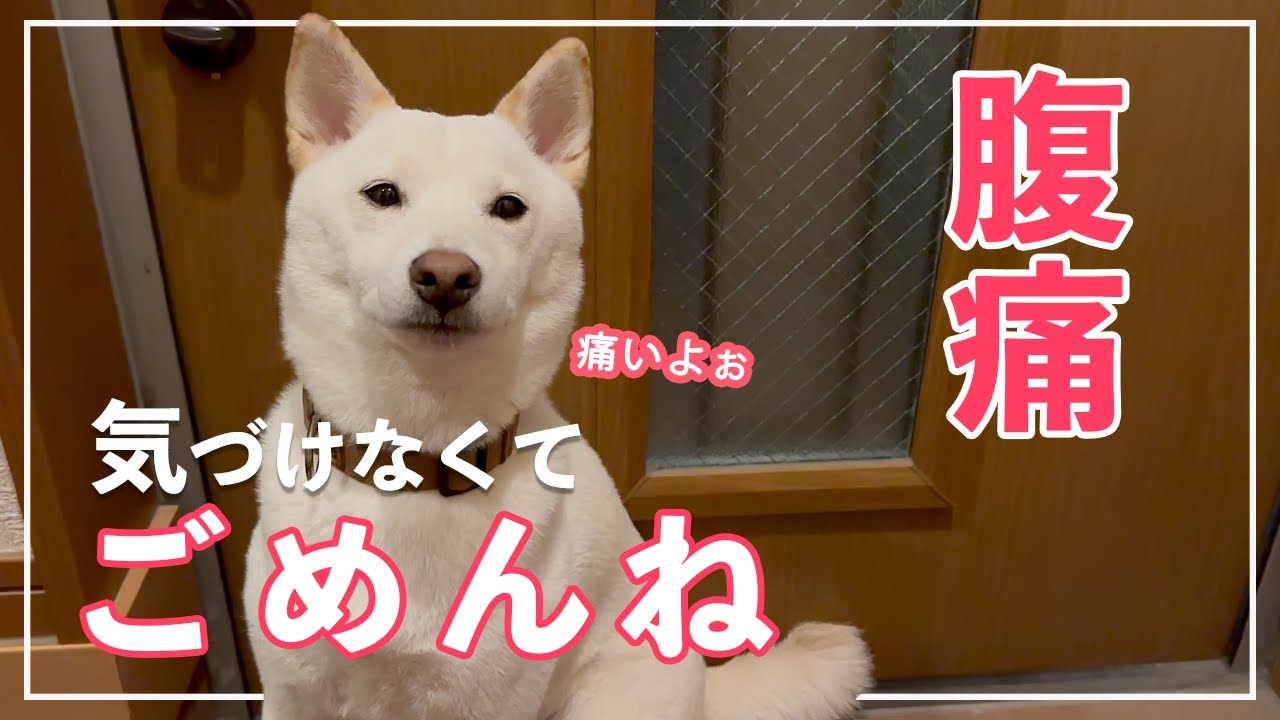 【柴犬のSOS】 腹痛を訴えて玄関にいる姿に涙！