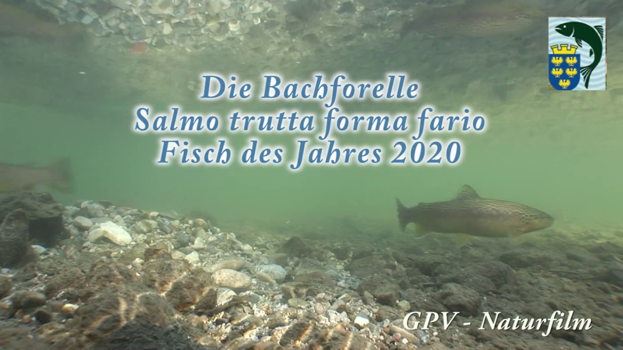 Bachforelle Fisch des Jahres 2020